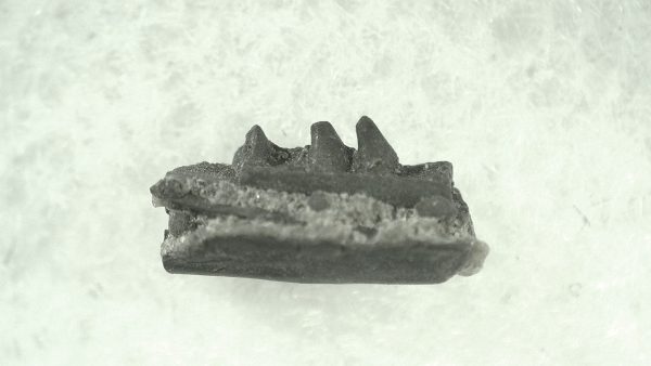 General Permian Age Varanops Synapsid Jaw From Texas For Sale #8