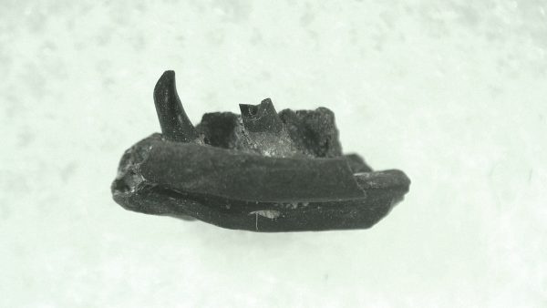 General Permian Age Varanops Synapsid Jaw From Texas For Sale #9