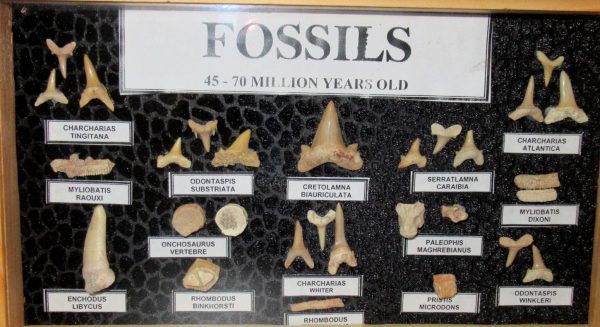 Genuine Cretaceous ~ Eocene Age Framed Fish and Reptile Collection Fossils for Sale from North Africa #16a