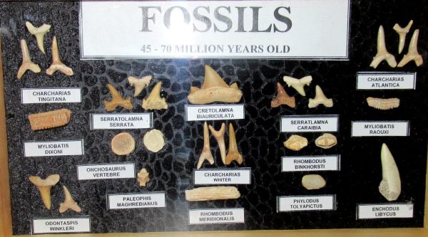 Genuine Cretaceous ~ Eocene Age Framed Fish and Reptile Collection Fossils for Sale from North Africa #22a