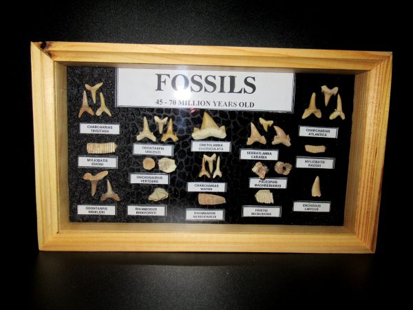 Genuine Cretaceous ~ Eocene Age Framed Fish and Reptile Collection Fossils for Sale from North Africa #25