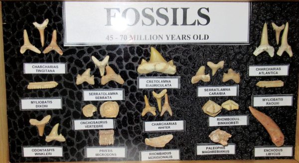 Genuine Cretaceous ~ Eocene Age Framed Fish and Reptile Collection Fossils for Sale from North Africa #32a