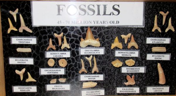 Genuine Cretaceous ~ Eocene Age Framed Fish and Reptile Collection Fossils for Sale from North Africa #33a