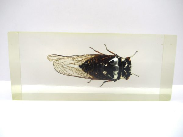 Genuine Modern Insect in Resin Block for Sale #101