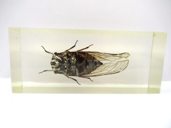 Genuine Modern Insect in Resin Block for Sale #101a