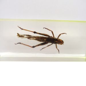 Genuine Modern Insect in Resin Block for Sale #102