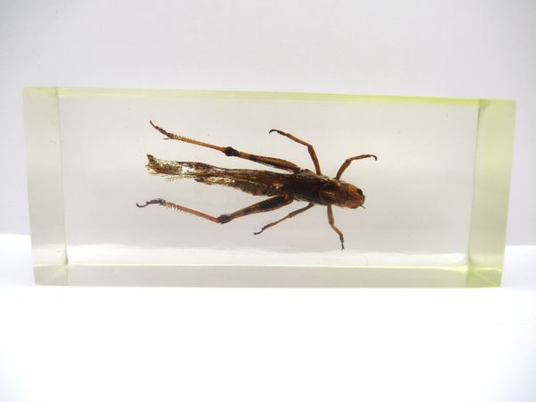 Genuine Modern Insect in Resin Block for Sale #102