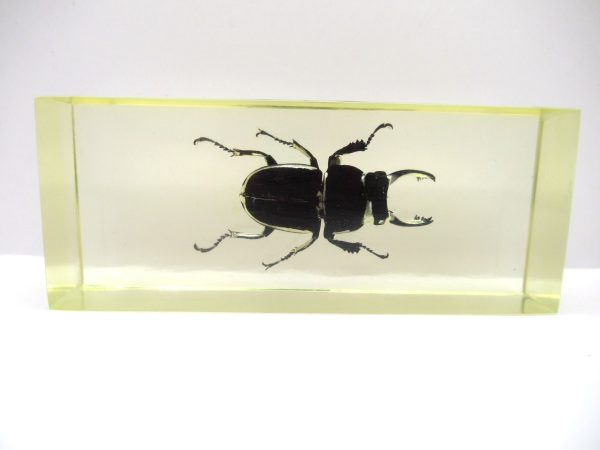 Genuine Modern Insect in Resin Block for Sale #103