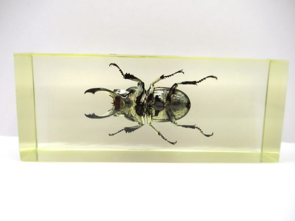 Genuine Modern Insect in Resin Block for Sale #103a