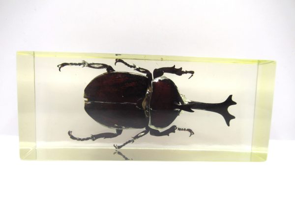 Genuine Modern Insect in Resin Block for Sale #105