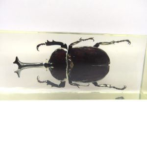 Genuine Modern Insect in Resin Block for Sale #106