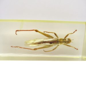 Genuine Modern Insect in Resin Block for Sale #107