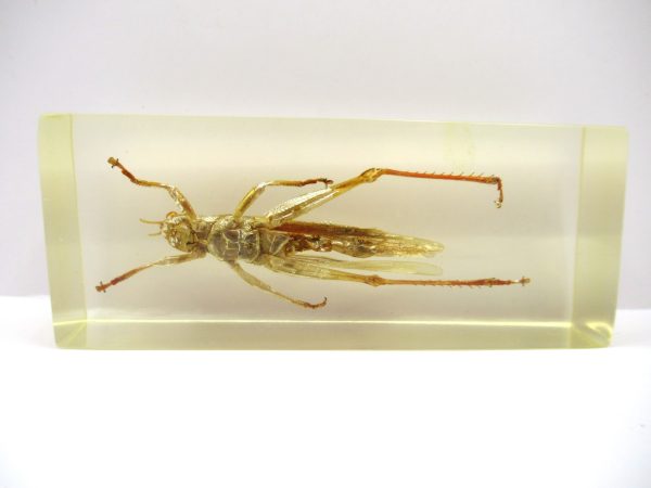 Genuine Modern Insect in Resin Block for Sale #107a