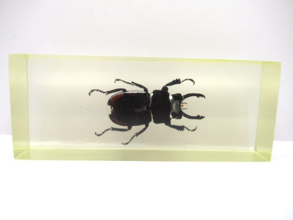 Genuine Modern Insect in Resin Block for Sale #108