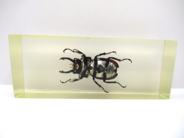 Genuine Modern Insect in Resin Block for Sale #108a