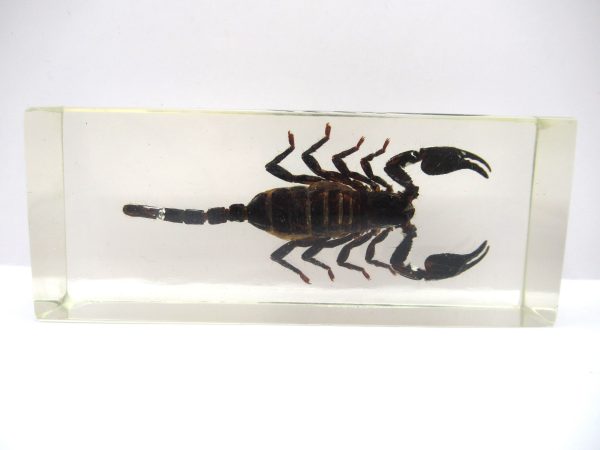 Genuine Modern Insect in Resin Block for Sale #109