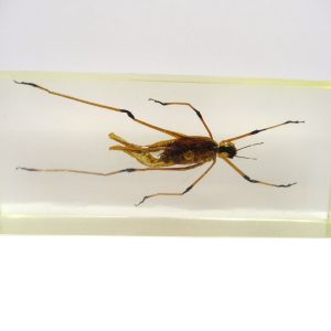 Genuine Modern Insect in Resin Block for Sale #110