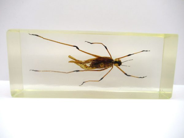 Genuine Modern Insect in Resin Block for Sale #110