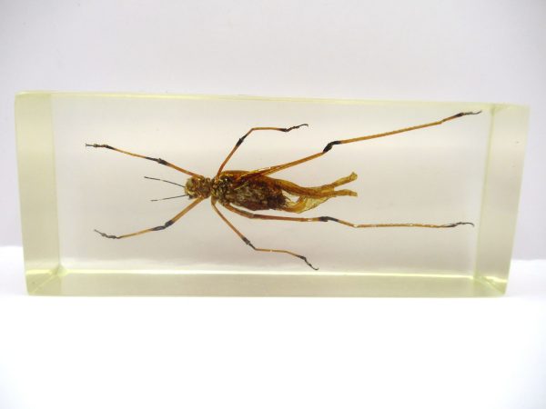 Genuine Modern Insect in Resin Block for Sale #110a