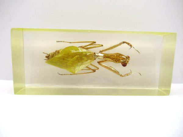 Genuine Modern Insect in Resin Block for Sale #111