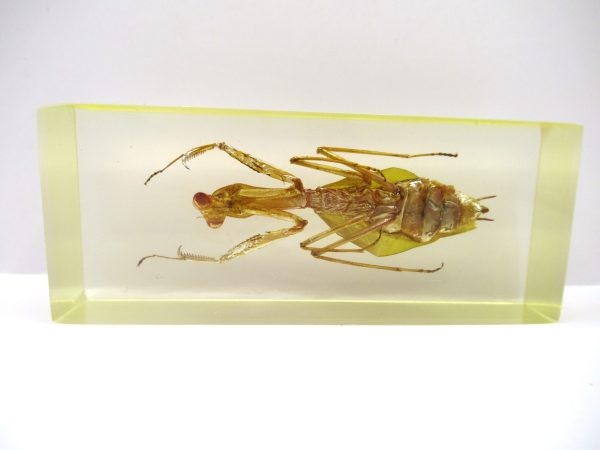 Genuine Modern Insect in Resin Block for Sale #111a