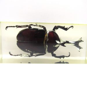 Genuine Modern Insect in Resin Block for Sale #112