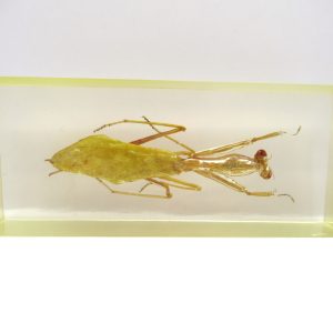 Genuine Modern Insect in Resin Block for Sale #113