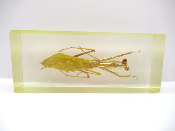 Genuine Modern Insect in Resin Block for Sale #113