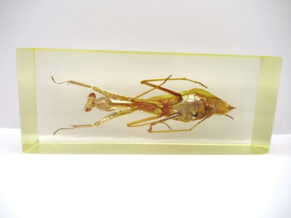 Genuine Modern Insect in Resin Block for Sale #113a