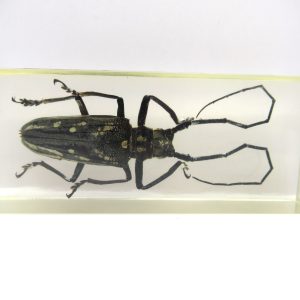 Genuine Modern Insect in Resin Block for Sale #114