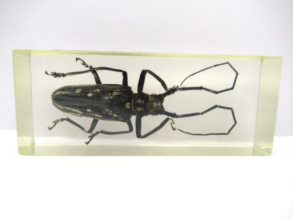 Genuine Modern Insect in Resin Block for Sale #114