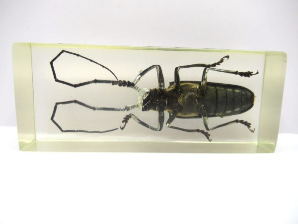 Genuine Modern Insect in Resin Block for Sale #114a