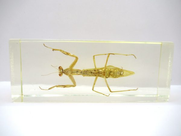 Genuine Modern Insect in Resin Block for Sale #115a