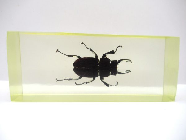 Genuine Modern Insect in Resin Block for Sale #116