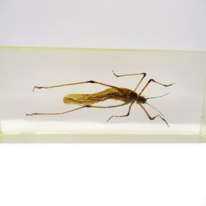 Genuine Modern Insect in Resin Block for Sale #117