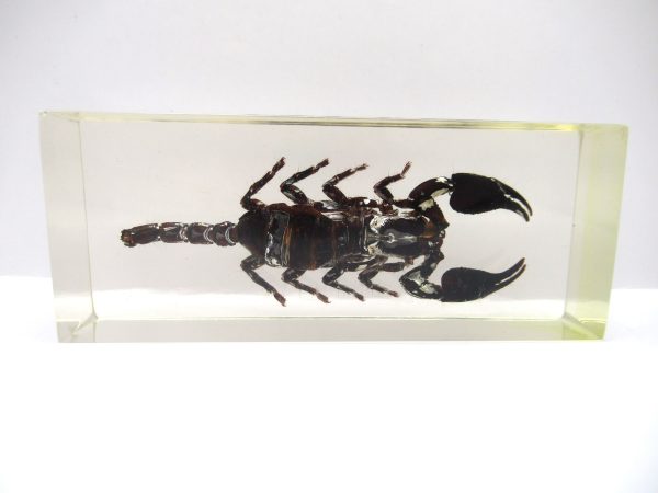 Genuine Modern Insect in Resin Block for Sale #118