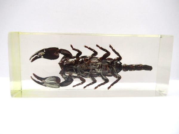 Genuine Modern Insect in Resin Block for Sale #118a