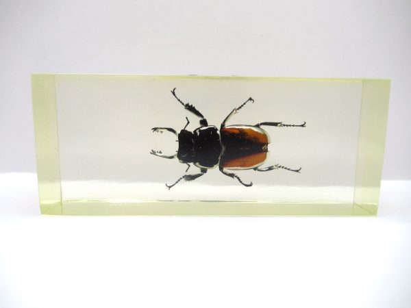 Genuine Modern Insect in Resin Block for Sale #119