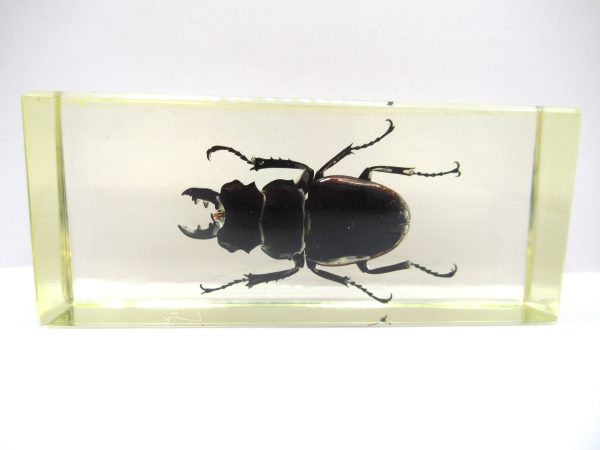 Genuine Modern Insect in Resin Block for Sale #120