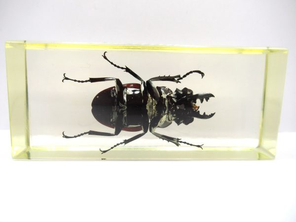 Genuine Modern Insect in Resin Block for Sale #120a