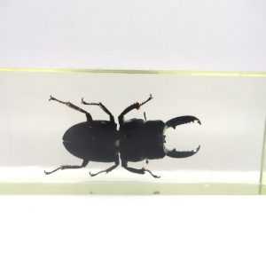 Genuine Modern Insect in Resin Block for Sale #122