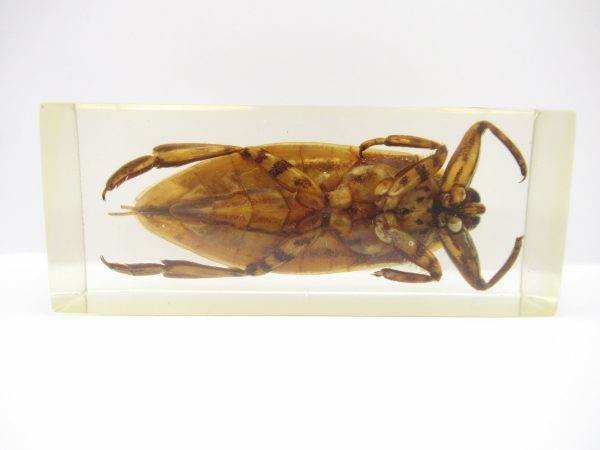 Genuine Modern Insect in Resin Block for Sale #123a