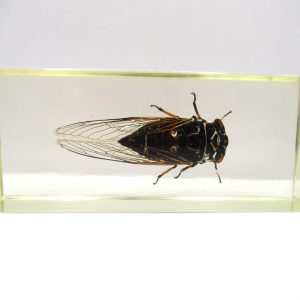 Genuine Modern Insect in Resin Block for Sale #124