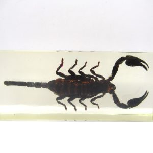 Genuine Modern Insect in Resin Block for Sale #125