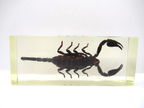 Genuine Modern Insect in Resin Block for Sale #125