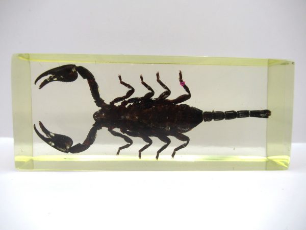 Genuine Modern Insect in Resin Block for Sale #125a