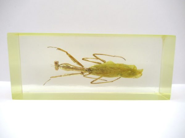 Genuine Modern Insect in Resin Block for Sale #126