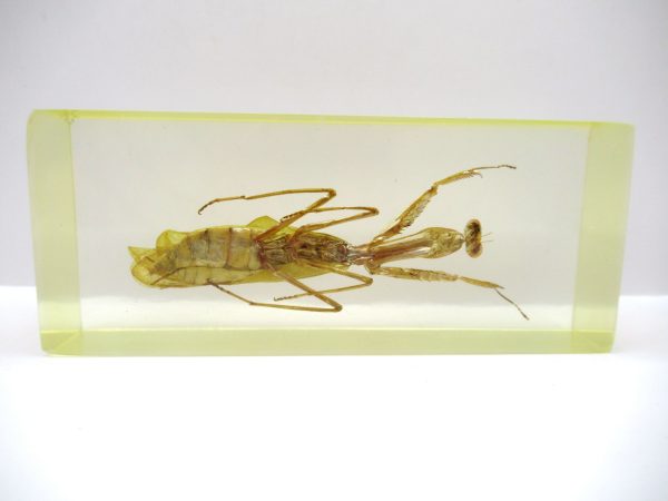 Genuine Modern Insect in Resin Block for Sale #126a