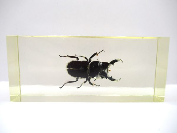 Genuine Modern Insect in Resin Block for Sale #127