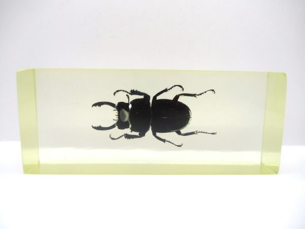 Genuine Modern Insect in Resin Block for Sale #128